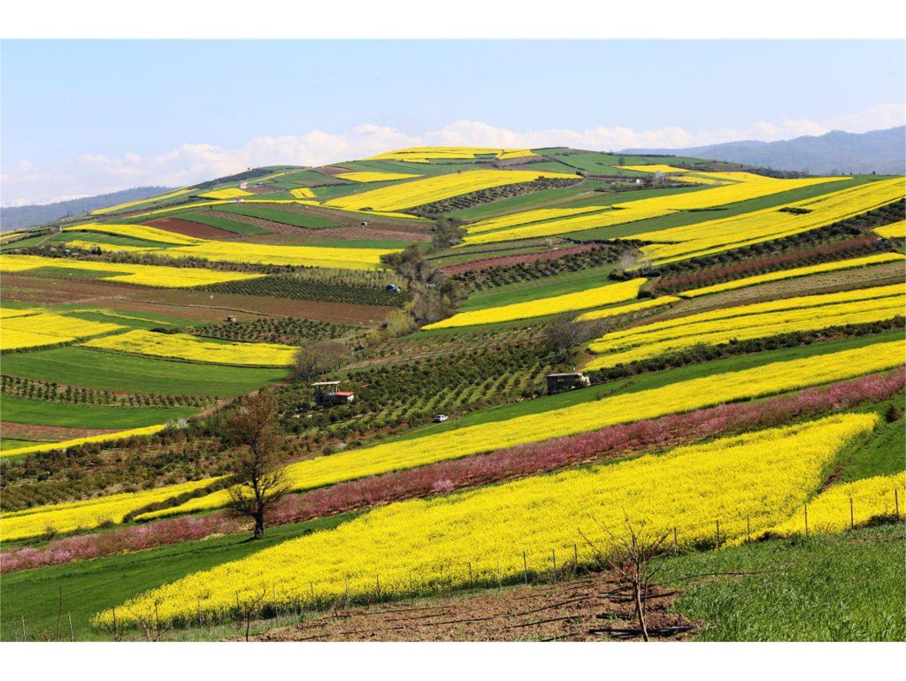 تولید 1200 تنی کلزا در ساری