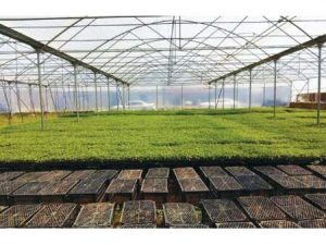 ۱۷۳ تن بذر برنج بین کشاورزان بهشهری توزیع شد/ فعالیت ۲۱ بانک نشا