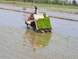 اولین کشت مکانیزه برنج در گلوگاه/ توزیع ۲۲ تن بذر گواهی شده