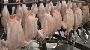 تولید سالانه ۱۶ هزار تن گوشت سفید در بابلسر