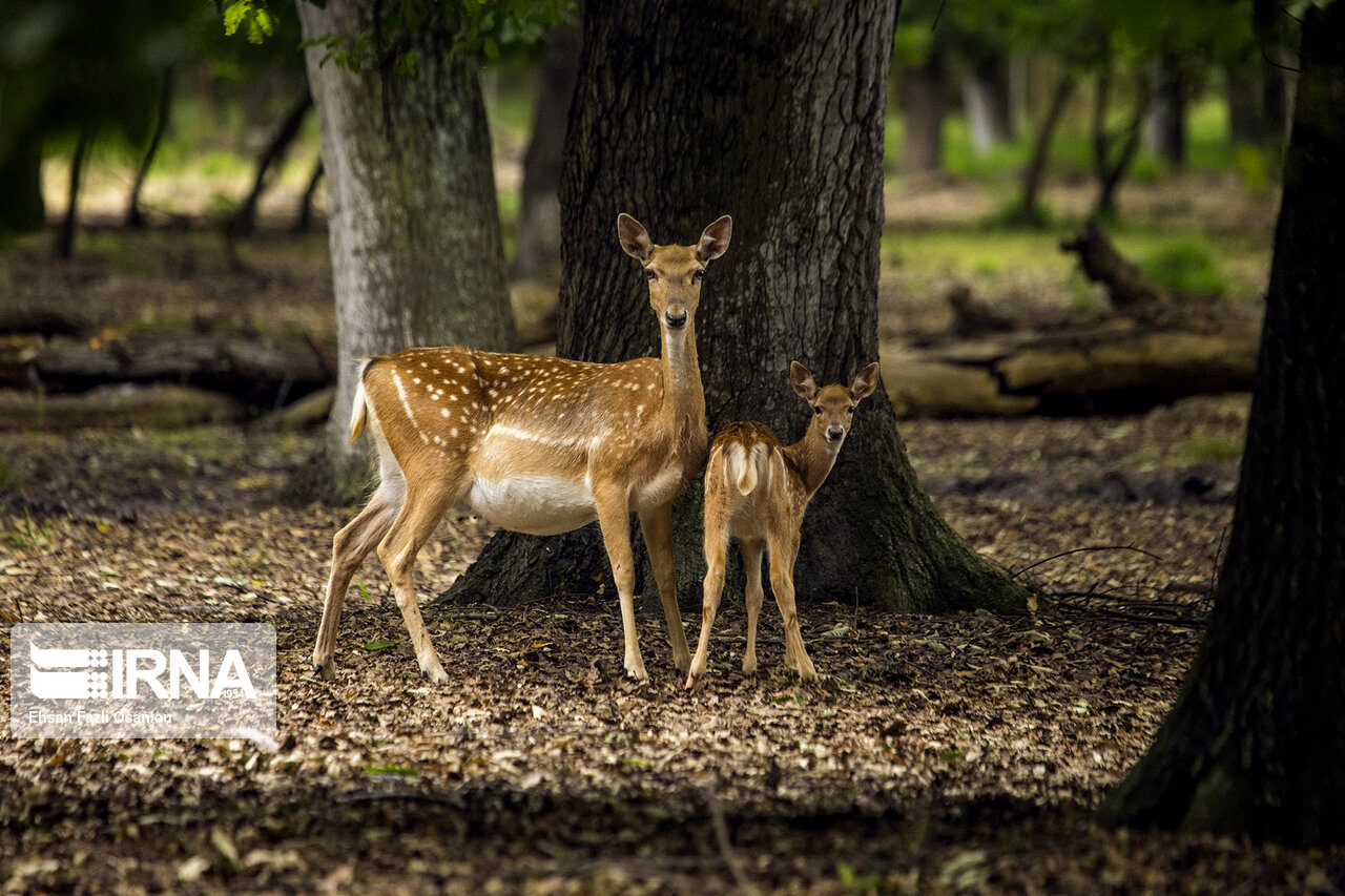 شمار گوزن زرد ایرانی پناهگاه حیات وحش دشت‌ناز مازندران از ۵۰ راس گذشت