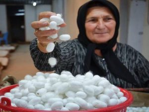 نوغانداران برای تحویل تخم نوغان به مراکز معرفی شده مراجعه کنند