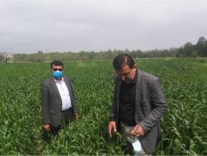 پیش‌بینی تولید ۲۸۰ تنی گندم در نور