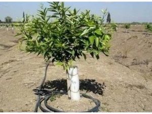 ۲۹۰۰ هکتار اراضی کشاورزی جویبار به سیستم آبیاری نوین مجهز شد