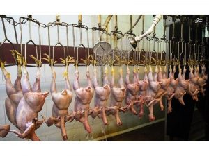 ۳۹ هزار قطعه مرغ زنده بهشهر به کشتارگاه ها ارسال شد