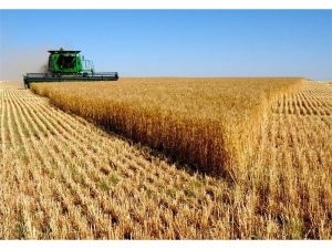 آغاز برداشت جو در سوادکوه/ پیش بینی تولید ۴۰۰۰ تنی