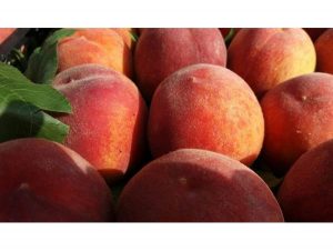 آغاز برداشت هلو در مازندران/ رتبه اول مازندران در میوه های هسته دار