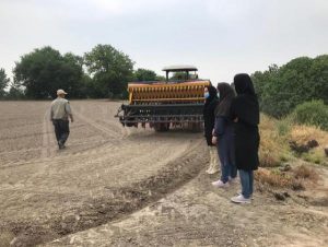 اولین کشت بدون آب برنـج در بهشهر