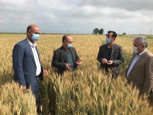 بازدید مدیران زراعت و حفظ نباتات جهاد کشاورزی مازندران از مزارع گندم بهشهر +تصاویر