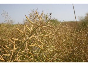 رطوبت کلزا بالاست، فعلا برداشت نکنید