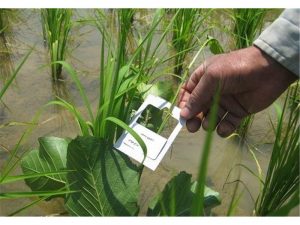 مبارزه بیولوژیک با ساقه خوار برنج در ۱۳۰۰ هکتار شالیزار ساری