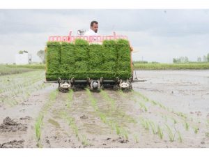 نشاکاری ۹۹ درصدی شالیزارهای آمل