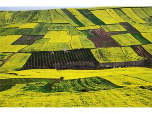 پیش بینی خرید ۳۰۰ هزار تن کلزا از کشاورزان در سال جاری