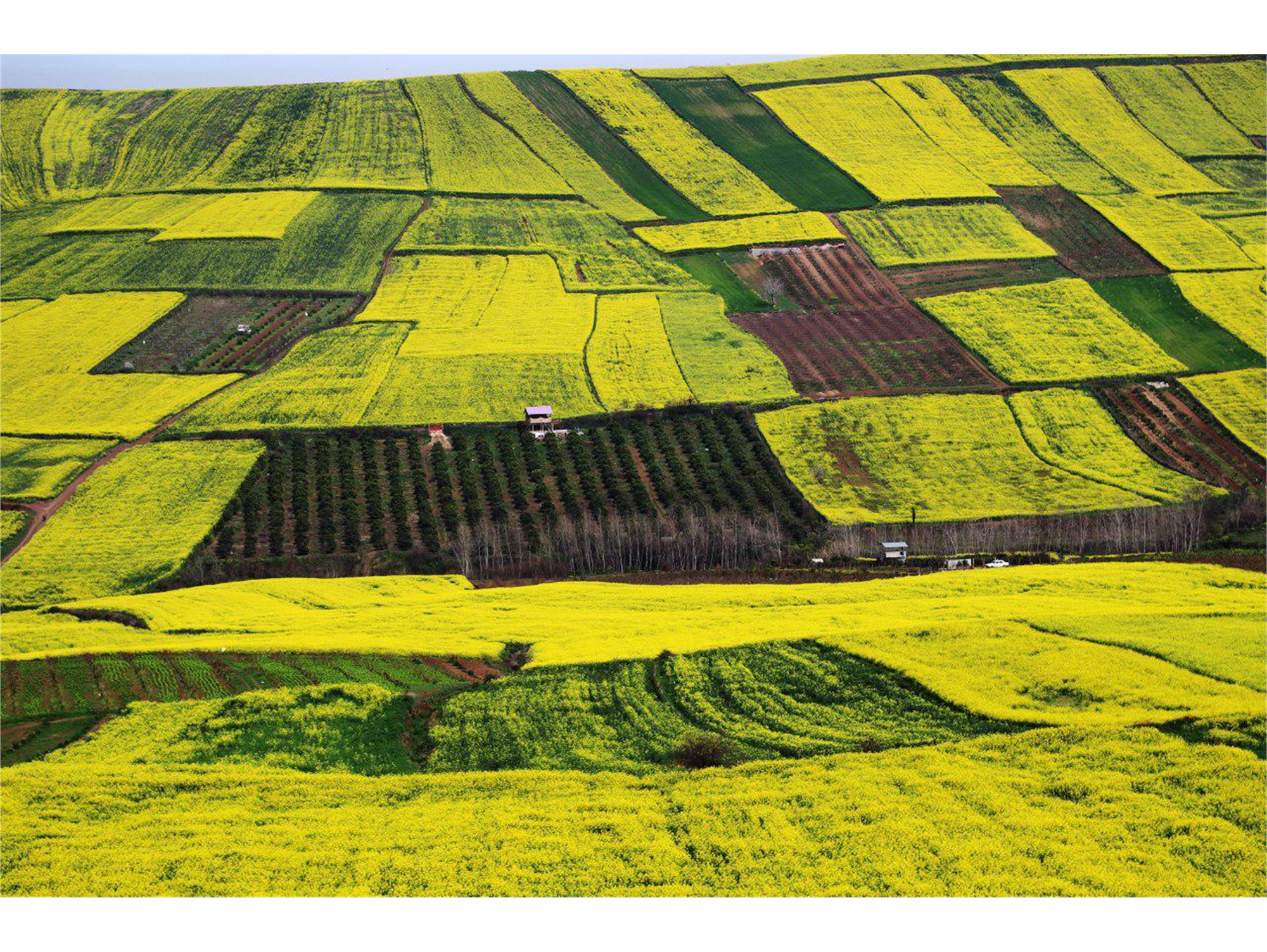 پیش بینی خرید ۳۰۰ هزار تن کلزا از کشاورزان در سال جاری