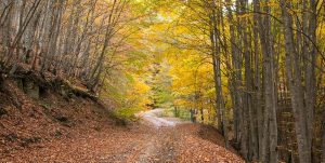 طرح جایگزین تنفس جنگل چشم انتظار ابلاغ اعتبار