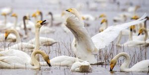 فرودآمدن ۵۵۰ بال از قوهای مهاجر به تالاب سرخرود