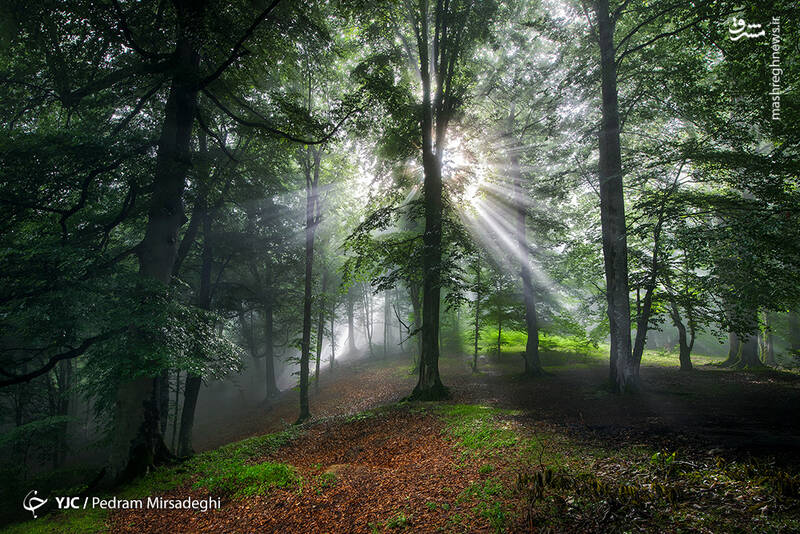جنگل هیرکانی پس از  ۴۰ میلیون سال حیات، در حال نابودی