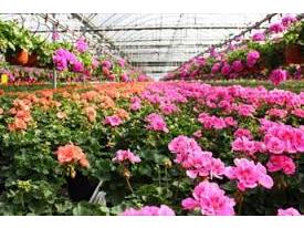 ۴۸۰ گلخانه‌دار در بابل فعالیت دارند
