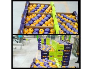 صادرات نارنگی از جویبار به روسیه