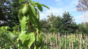 تولید ۴۰نوع میوه استوایی در سلمانشهر
