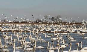 فرود قو‌های سفید در تالاب سرخرود