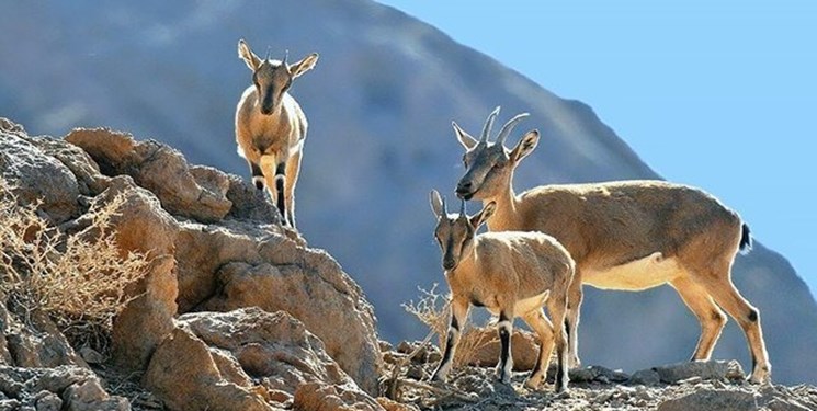 تلفات طاعون در مازندران به ۹۲ لاشه رسید