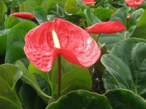 صدور و تمدید ۹ مجوز گل و گیاه در تنکابن