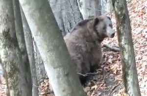 پشت پرده گفت‌وگوی محیط‌بان مازندرانی با خرس