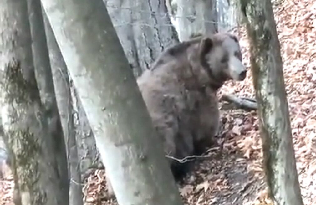 پشت پرده گفت‌وگوی محیط‌بان مازندرانی با خرس