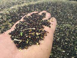 ۴۵ هزار هکتار از گندمزارها کشت شد/کلزاکاری در ۱۰ هزار هکتار