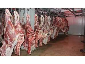 ۲۵۰۰ تن گوشت قرمز در تنکابن تولید شد