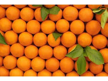 ۷ هزار تن مرکبات میاندورود به خارج از کشور صادر شد