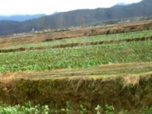 ۵۲ مجوز تغییر کاربری در اراضی کشاورزی تنکابن صادر شد