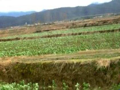 ۵۲ مجوز تغییر کاربری در اراضی کشاورزی تنکابن صادر شد