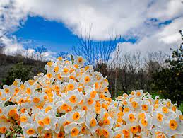 برگزاری جشنواره گل نرگس به میزبانی جویبار