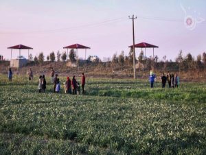 برگزاری جشنواره گل نرگس در جویبار