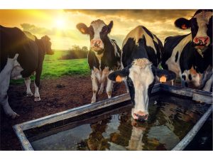 تولید سالانه ۲۵۵ هزار تن خوراک دام در بهشهر