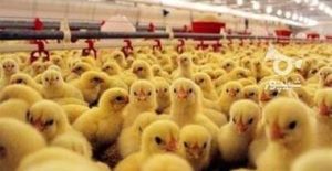 جوجه ریزی ۸۷۰ هزار قطعه ای در محمودآباد