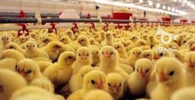 جوجه ریزی ۸۷۰ هزار قطعه ای در محمودآباد