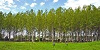 شناسایی ۸۰ هکتار عرصه برای زراعت چوب در میاندورود