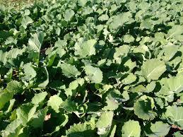 قرارداد ۱۱۰۰ هکتاری کشت کلزا در میاندورود