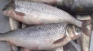 قیمت گذاری ماهی دریای شمال \\نوسان قیمت  ۶۰  الی ۲۵۰ هزار تومان