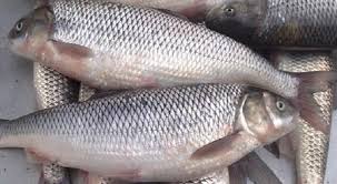 قیمت گذاری ماهی دریای شمال \\نوسان قیمت  ۶۰  الی ۲۵۰ هزار تومان