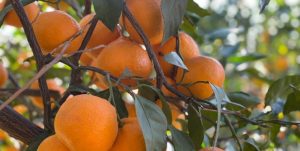 وقتی طلای باغداران عیار ندارد