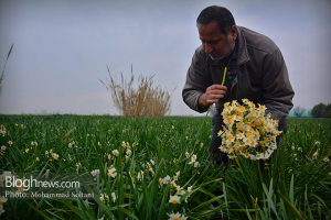 کردکلا؛ میزبان جشنواره نرگس های میلیاردی\\وقف کردکلا مشکل ساز شد