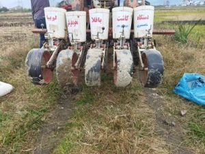 کشت نخود علوفه ای در مزارع شالیزاری تنکابن