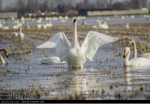 کشتار قوهای سرخرود؛ یک ادعا و چند ابهام