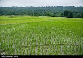 افزایش بارندگی سال زراعی در مازندران