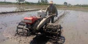 کشاورزان آملی به دنبال ارتقای سلامت محصولات ؛؛ شالیزارهای آمل شخم و شیار زمستانه شد