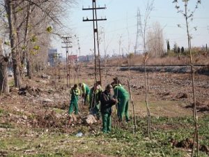 کاشت بیش از ۲ هزار و ۲۰۰ اصله نهال در مبادی ورودی شهر ساری انجام شد